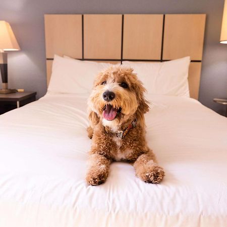 Sonesta Simply Suites Phoenix Glendale المظهر الخارجي الصورة